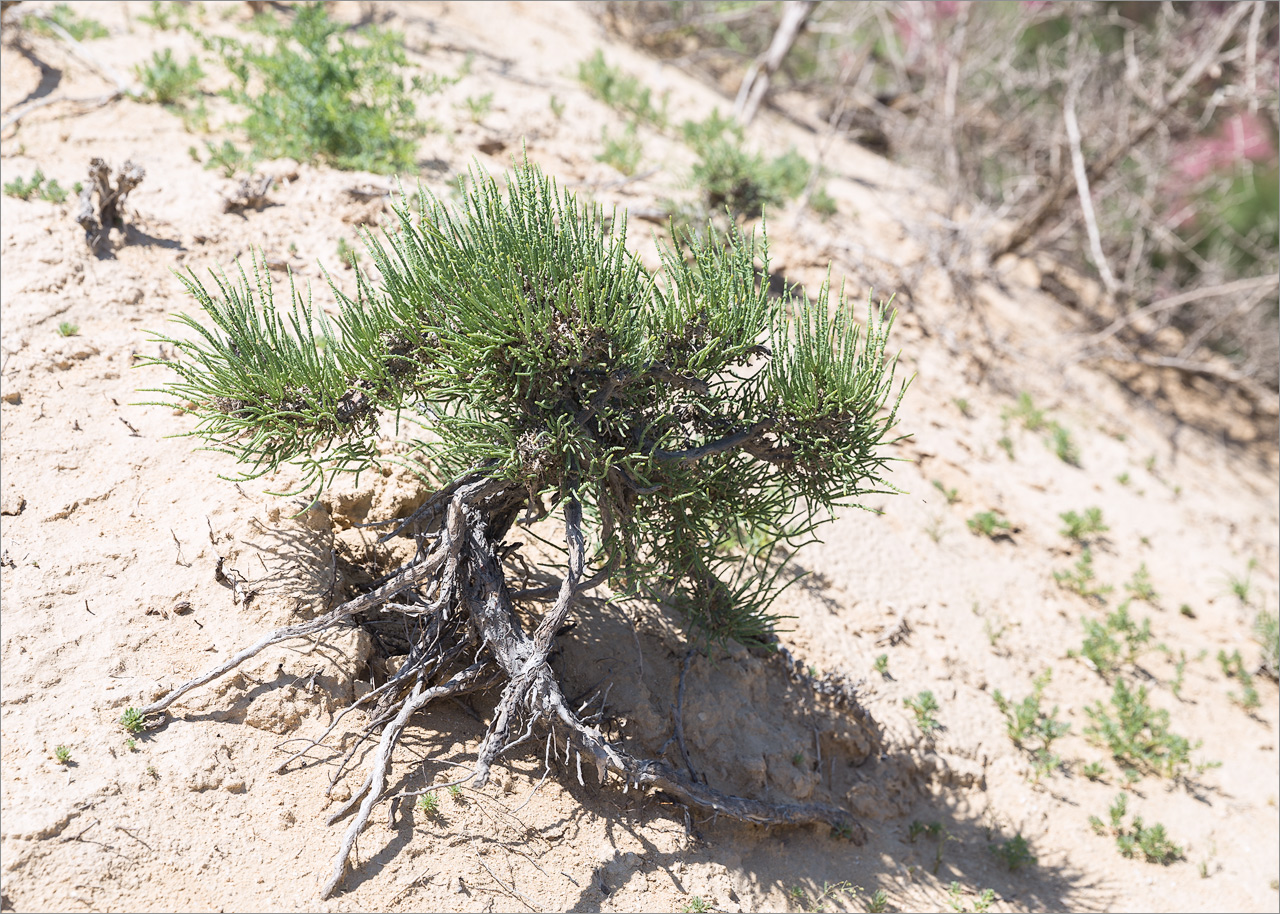 Image of familia Chenopodiaceae specimen.