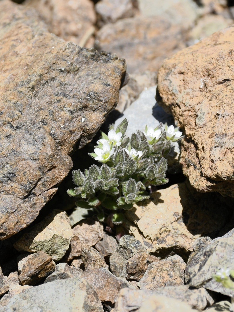 Изображение особи Arenaria saponarioides.