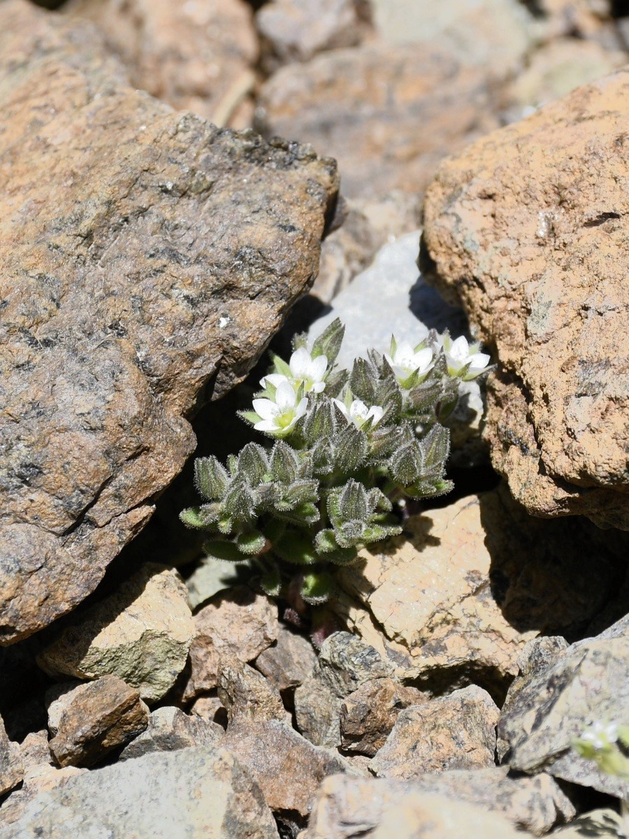 Изображение особи Arenaria saponarioides.