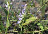 Vicia biennis