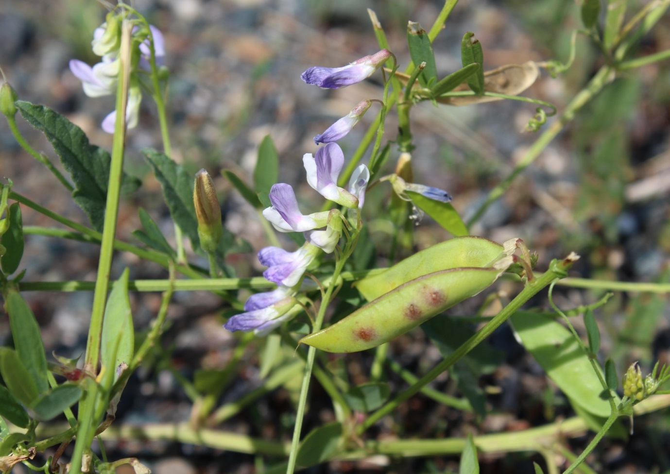 Изображение особи Vicia biennis.