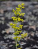 Galium verum. Соцветие. Алтай, Кош-Агачский р-н, устье р. Тыдтугем, каменистый склон. 01.07.2021.