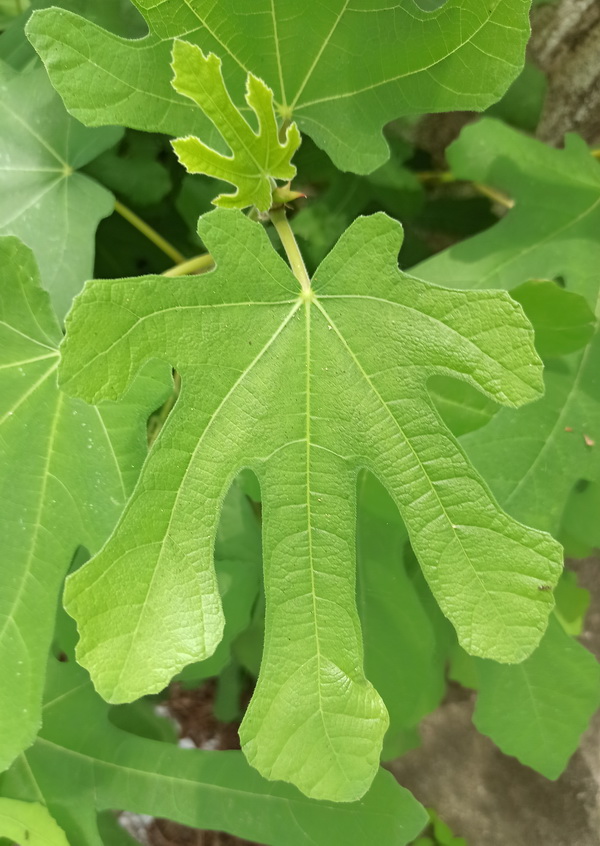 Изображение особи Ficus carica.