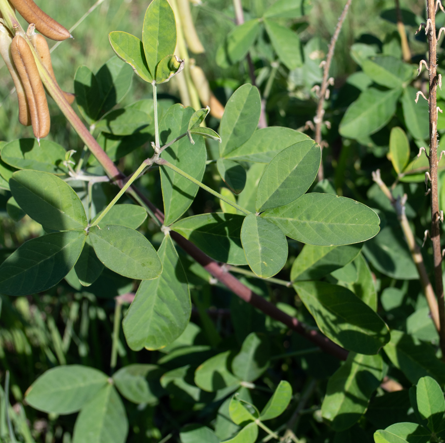 Изображение особи Crotalaria pallida.
