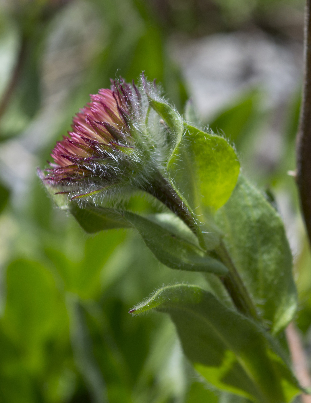 Изображение особи Erigeron venustus.