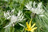 Centaurea cheiranthifolia. Соцветия. Краснодарский край, Адлерский р-н, хр. Аибга, гора Каменный Столб, 2480 м н.у.м., субальпийский луг. 29.07.2023.