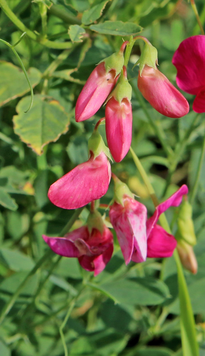 Изображение особи Lathyrus tuberosus.