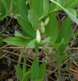 Polygonatum odoratum. Цветущие растения. Самарская обл., Ставропольский р-н, Жигулёвский государственный природный биосферный заповедник имени И.И. Спрыгина, опушка леса. 03.05.2023.