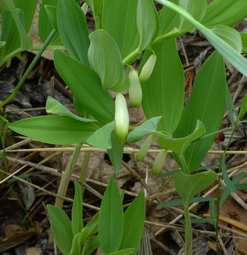 Image of Polygonatum odoratum specimen.