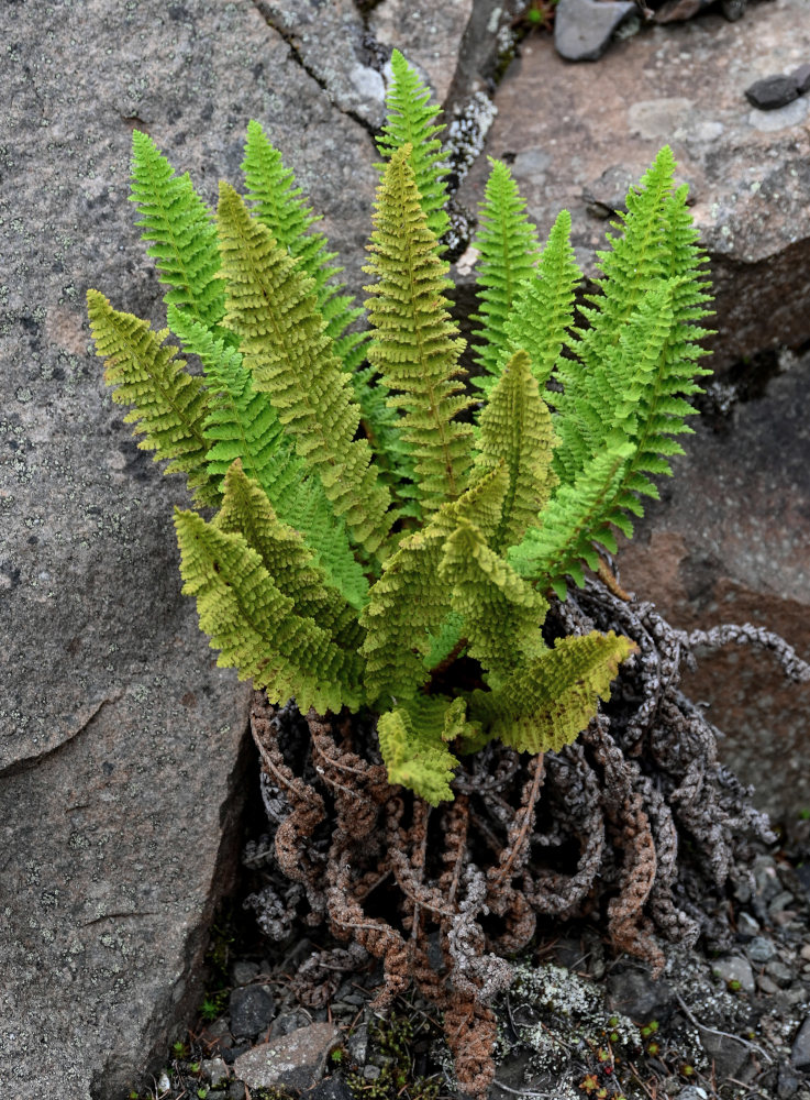 Image of Dryopteris fragrans specimen.