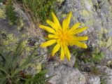 Tragopogon reticulatus. Соцветие. Карачаево-Черкесия, Урупский р-н, хр. Загедан, склон горы Загедан Скала, ≈ 2500 м н.у.м., альпийский луг, скалы. 10.08.2023.