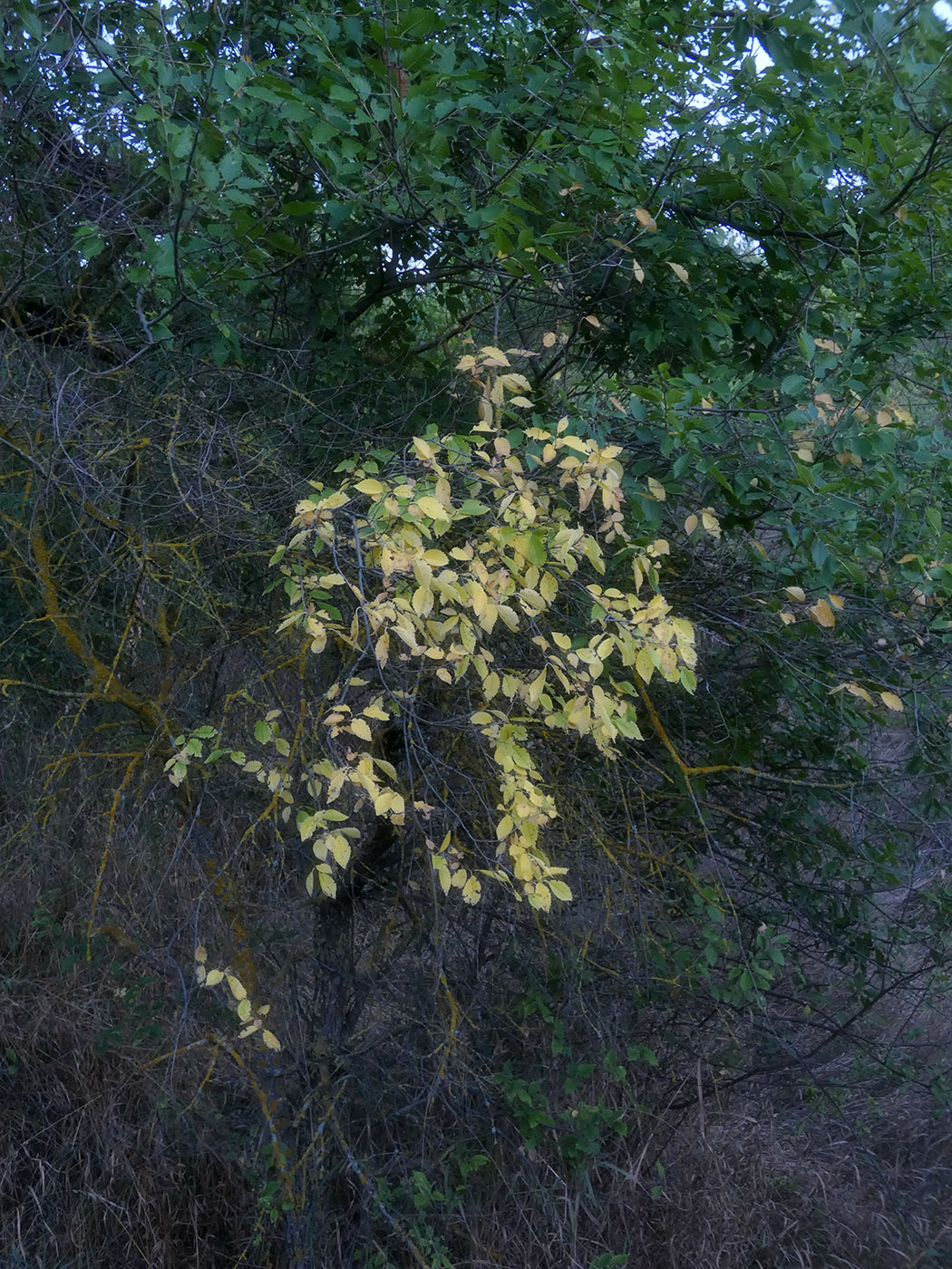 Изображение особи Ulmus pumila.