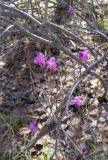 Rhododendron dauricum. Побеги цветущего растения. Бурятия, Кабанский р-н, тополёво-берёзовый лес на склоне сопки у северного подножья хребта Хамар-Дабан. 22.05.2023.