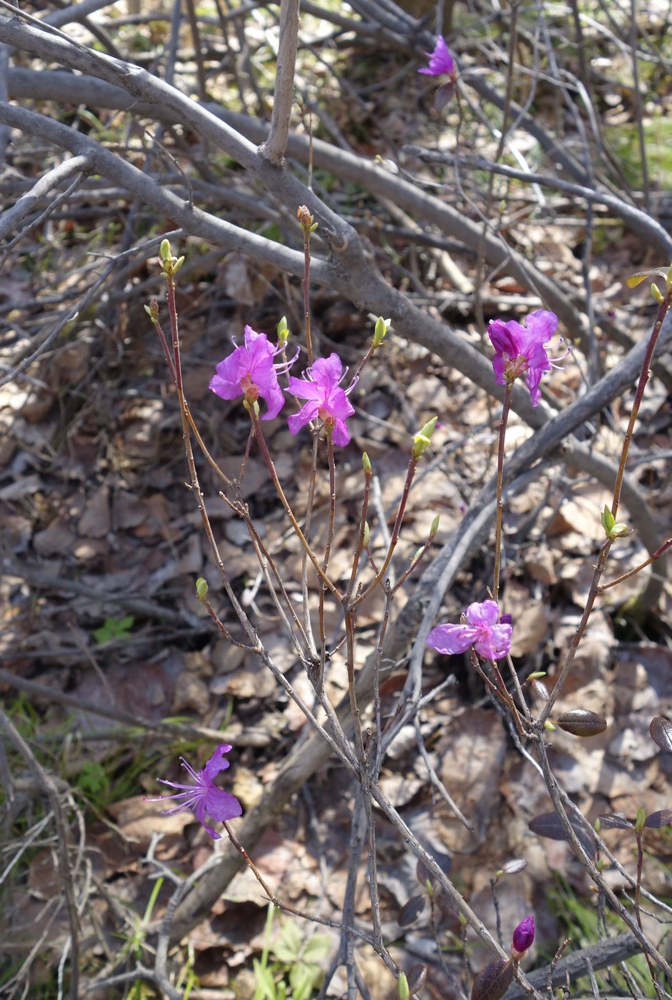 Image of Rhododendron dauricum specimen.