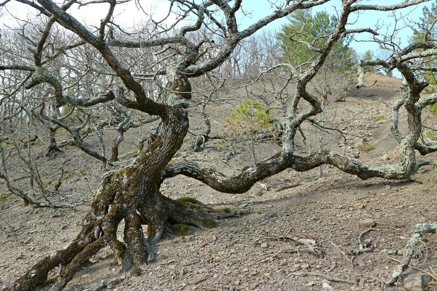 Изображение особи Quercus petraea.