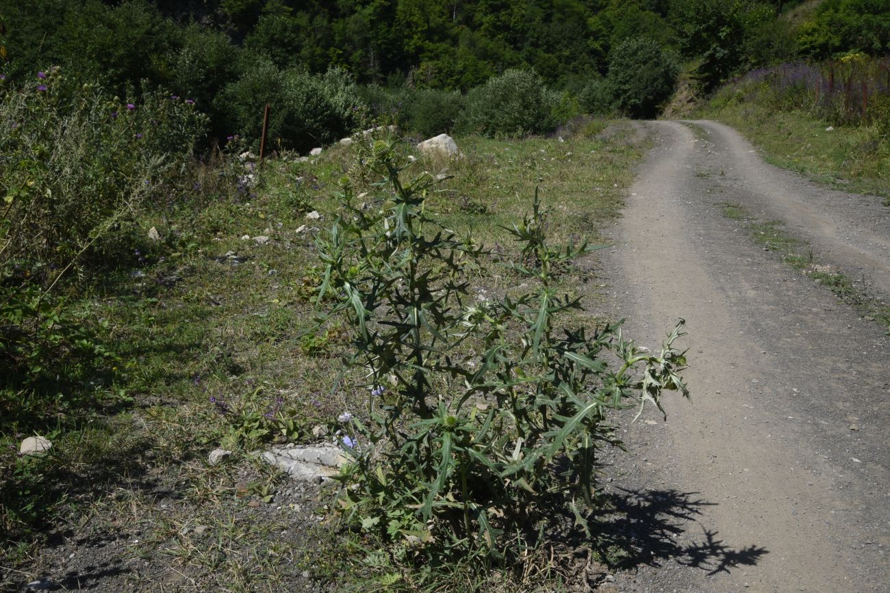 Изображение особи род Cirsium.