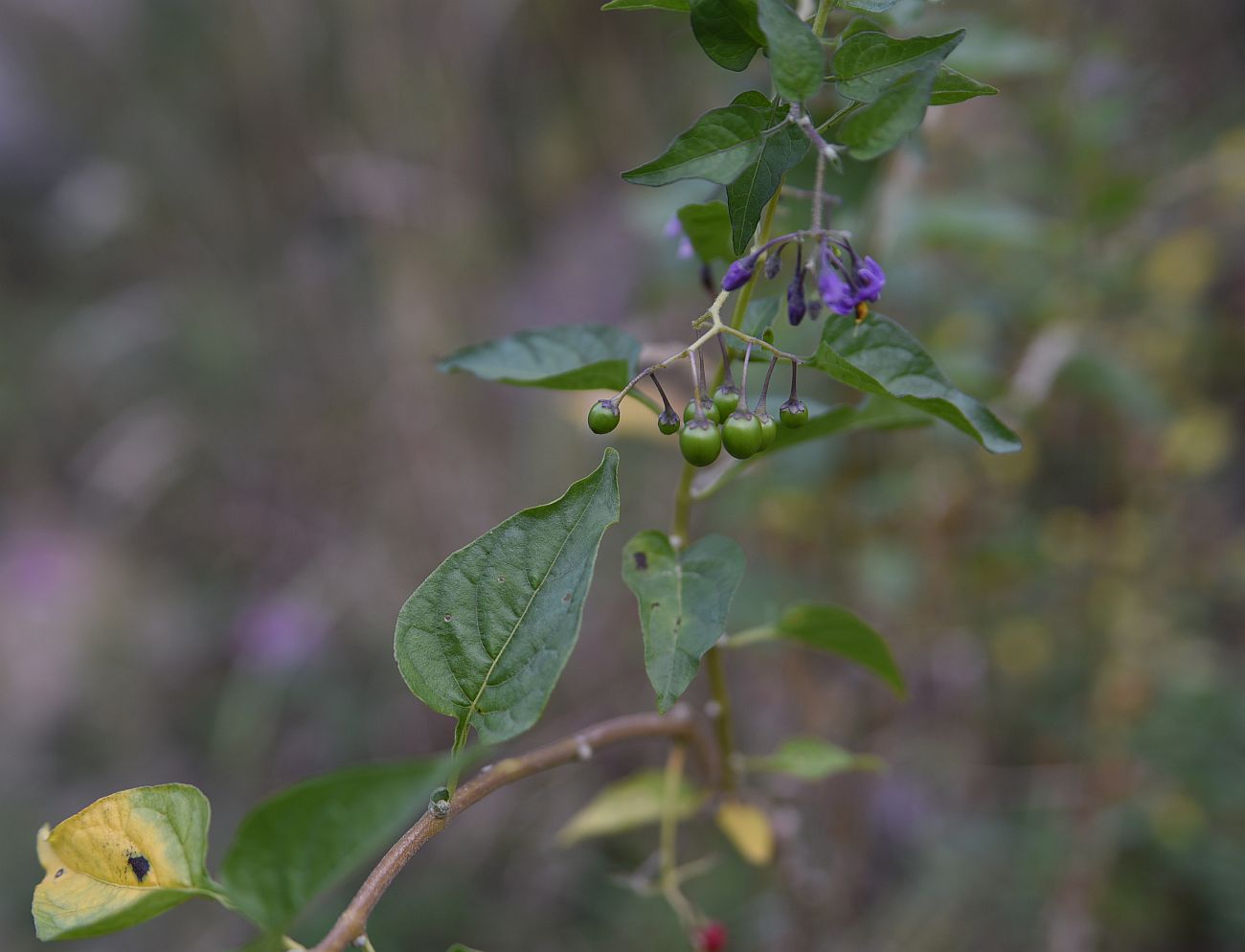 Изображение особи Solanum dulcamara.