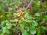 Pedicularis lapponica