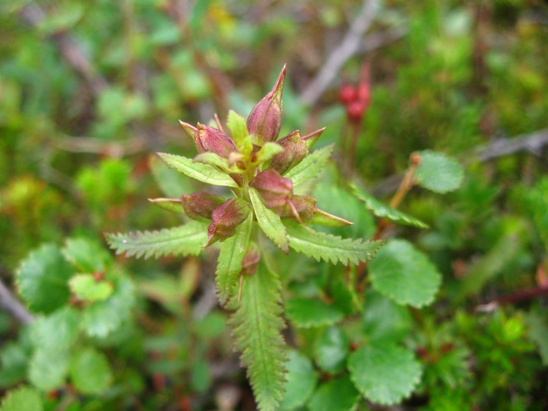 Изображение особи Pedicularis lapponica.