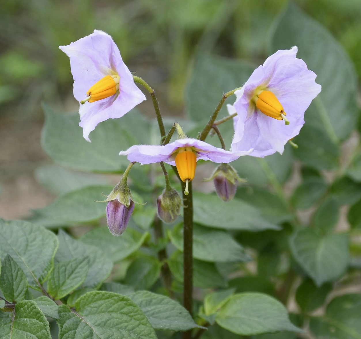 Изображение особи Solanum tuberosum.