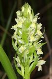 Dactylorhiza ochroleuca. Соцветие. Республика Башкортостан, Дуванский р-н, окр. с. Озеро, восточный участок Озерского болота. 26 июня 2023 г.