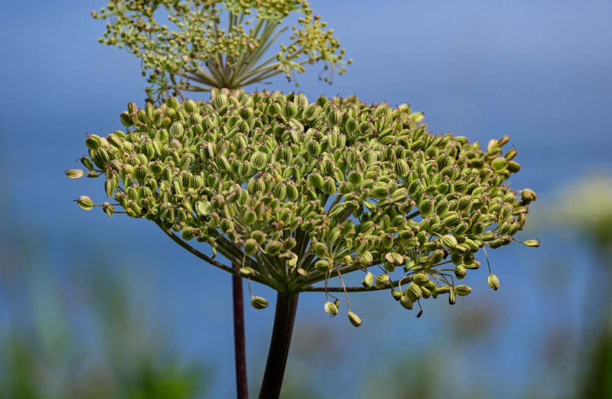 Image of Angelica genuflexa specimen.