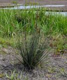 Juncus acutus. Цветущее растение. Дагестан, Магарамкентский р-н, окр. с. Приморский, песчаный пляж, берег ручья. 05.05.2022.