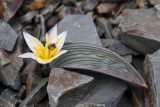 Tulipa regelii