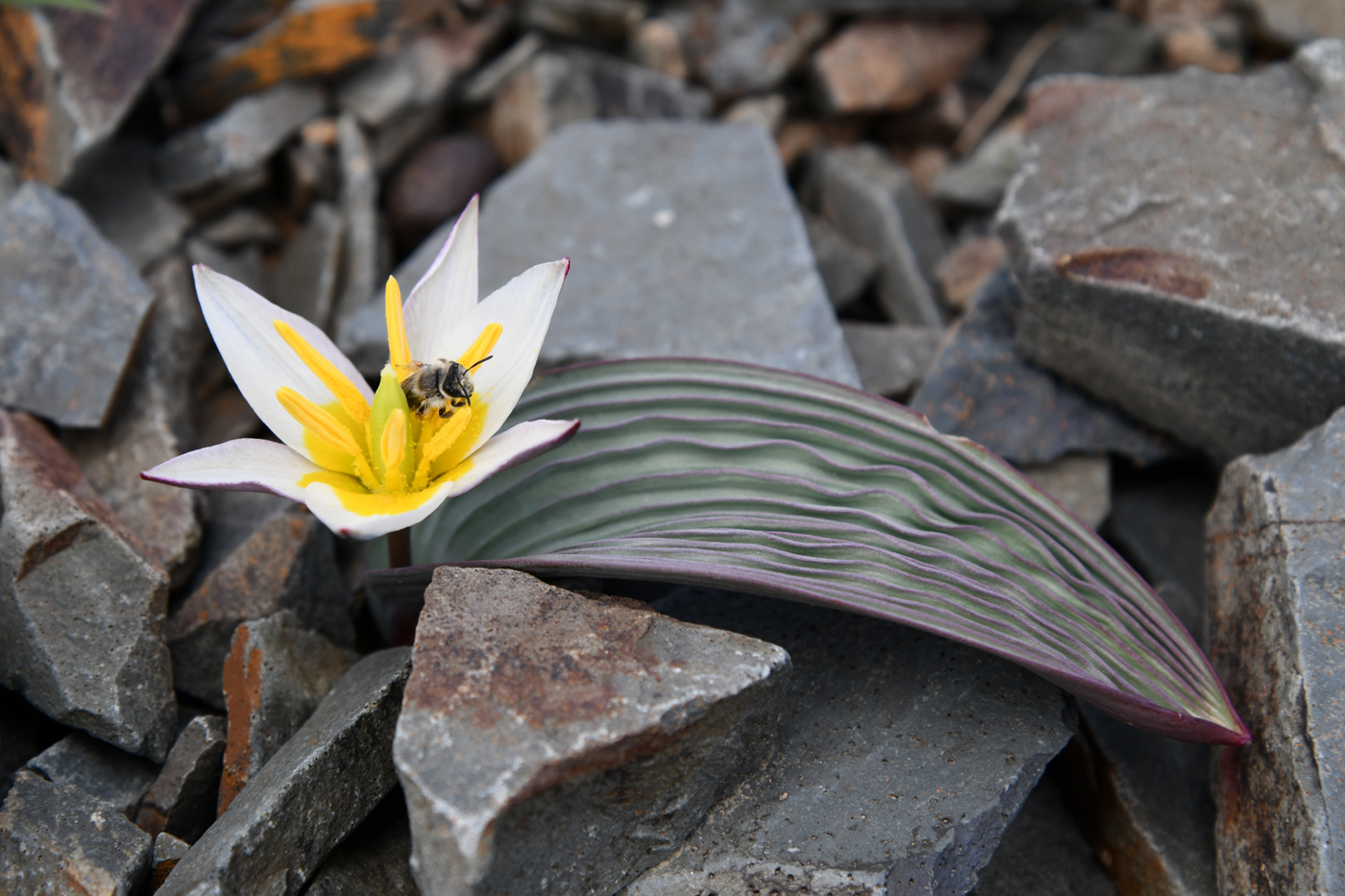 Image of Tulipa regelii specimen.