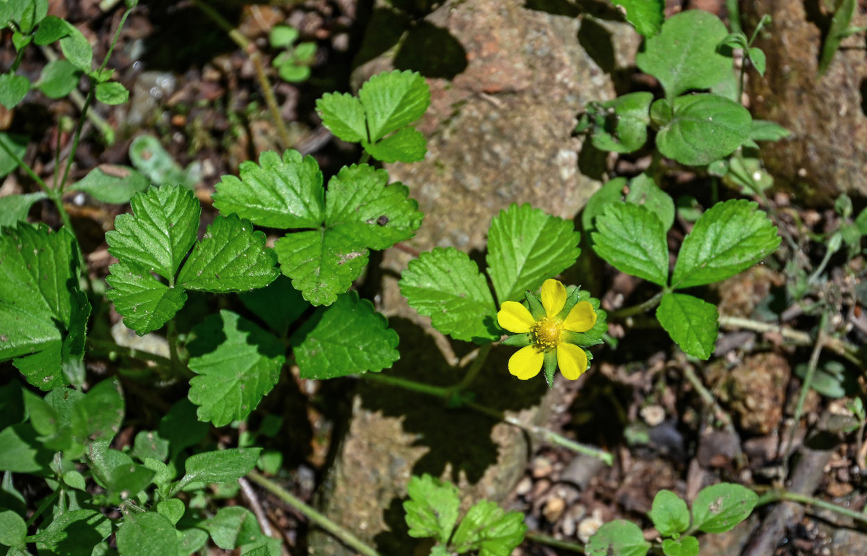 Image of Duchesnea indica specimen.