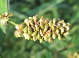 Persicaria scabra