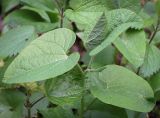 Aristolochia iberica