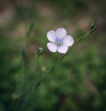 Linum nervosum