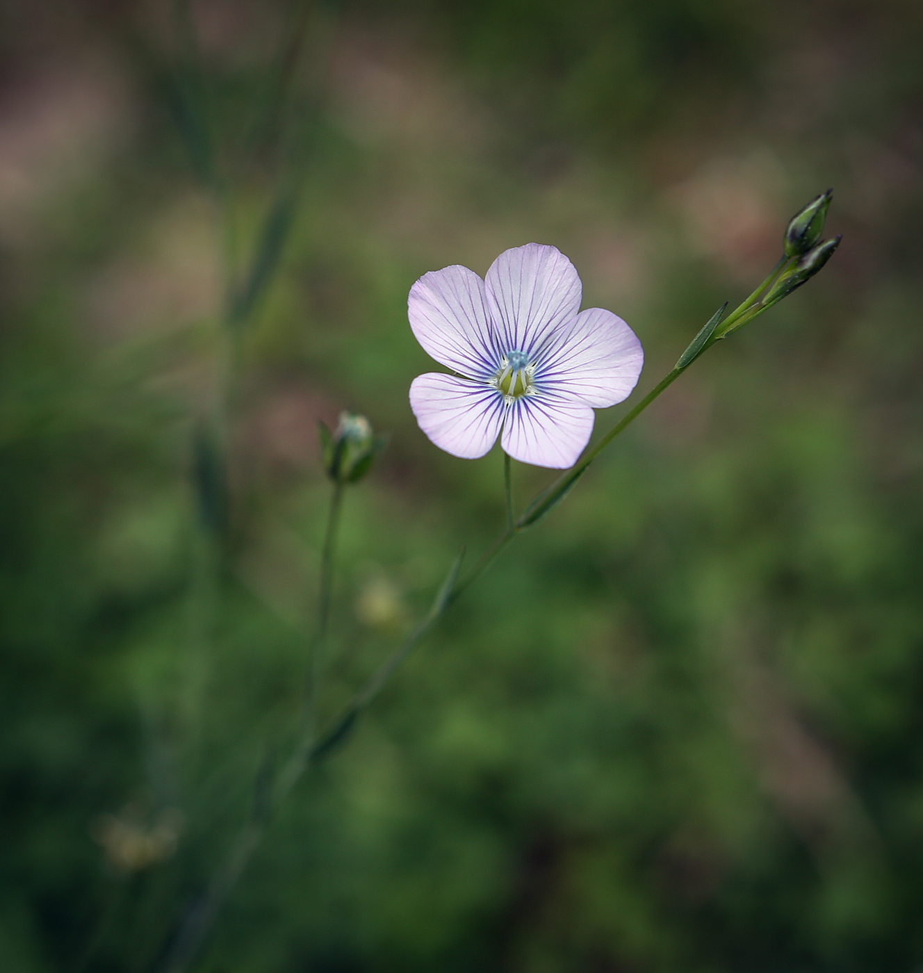 Image of Linum nervosum specimen.