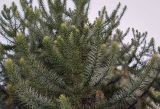 Araucaria araucana. Верхушки веточек. Абхазия, Гудаутский р-н, с. Лдза, озеленение. 15.04.2024.
