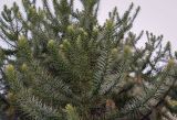 Araucaria angustifolia