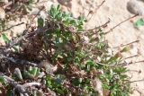 Limbarda crithmoides