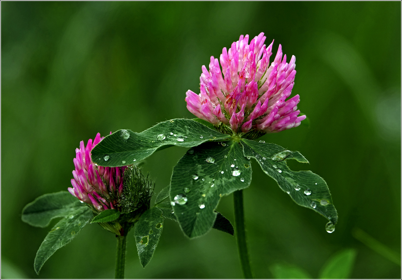 Изображение особи Trifolium pratense.