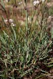 Gypsophila fastigiata