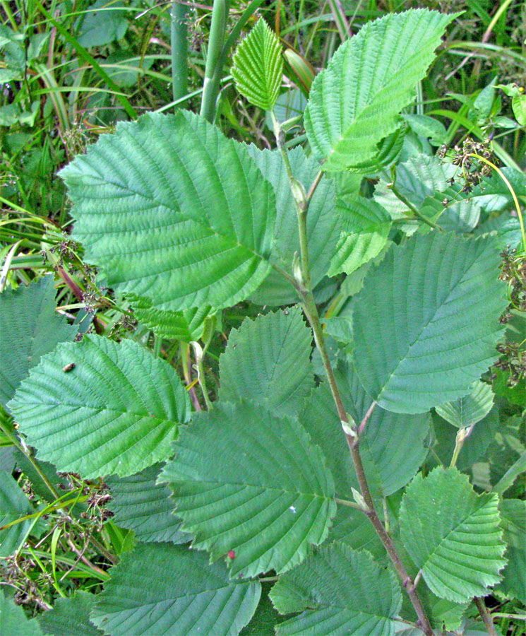 Image of Alnus incana specimen.