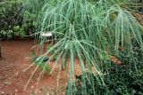 Parkinsonia aculeata