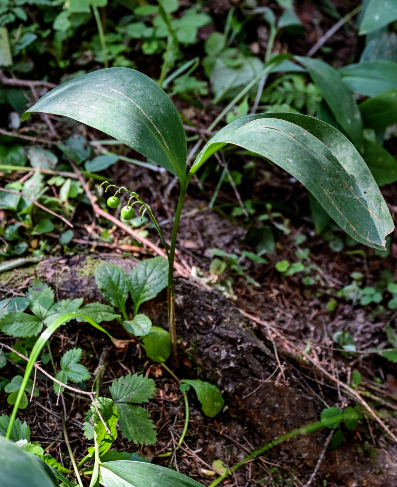 Image of Convallaria majalis specimen.