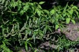 род Salix