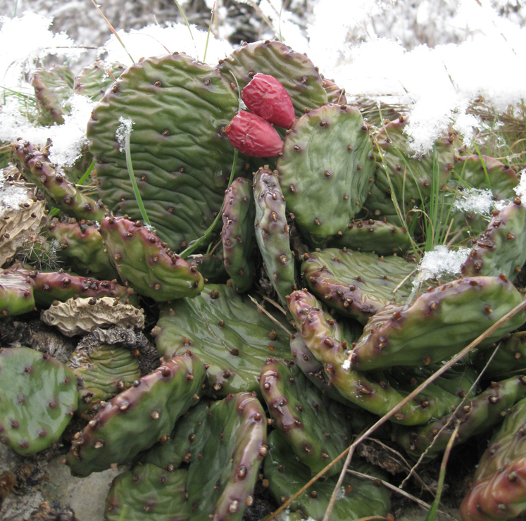 Image of Opuntia humifusa specimen.