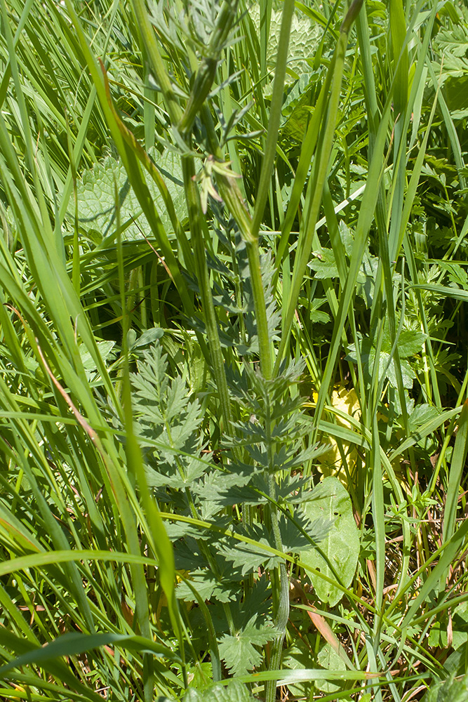 Image of Pimpinella rhodantha specimen.