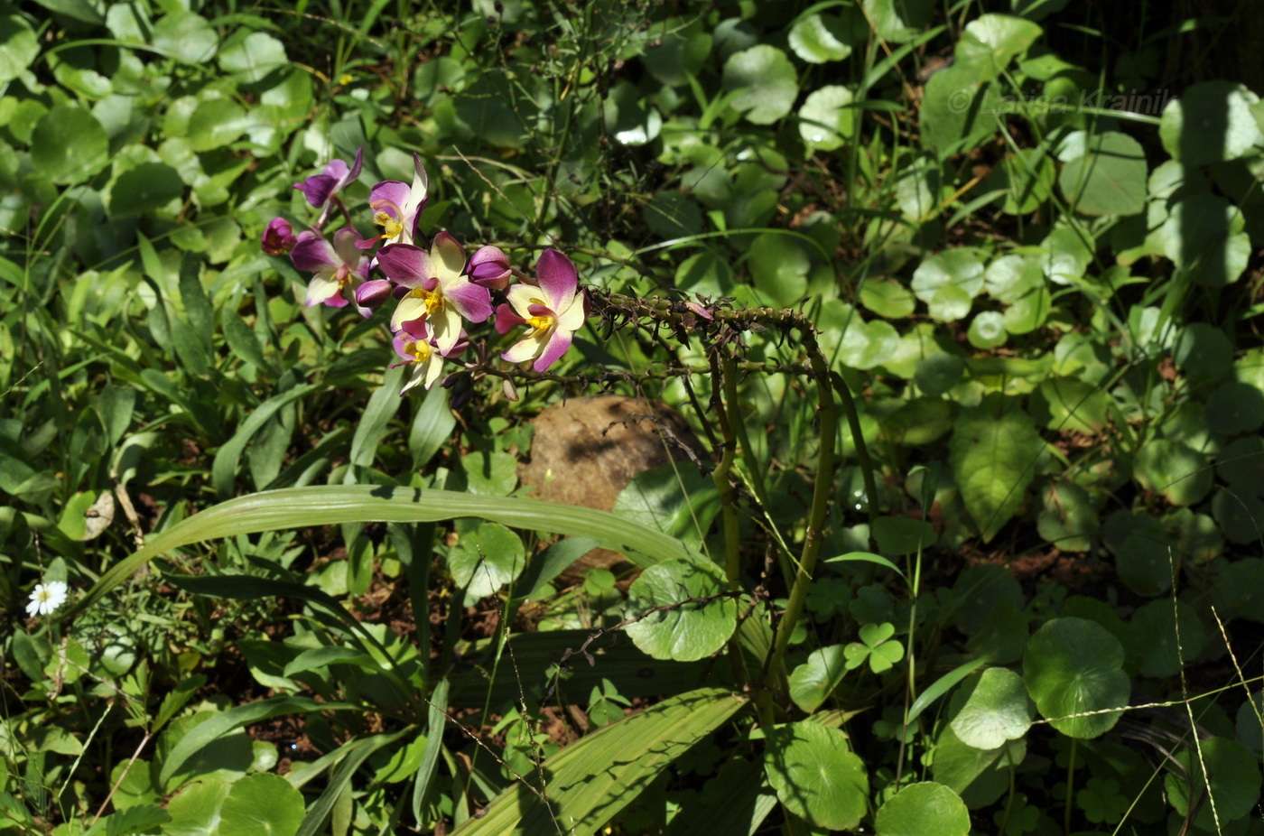 Image of genus Spathoglottis specimen.