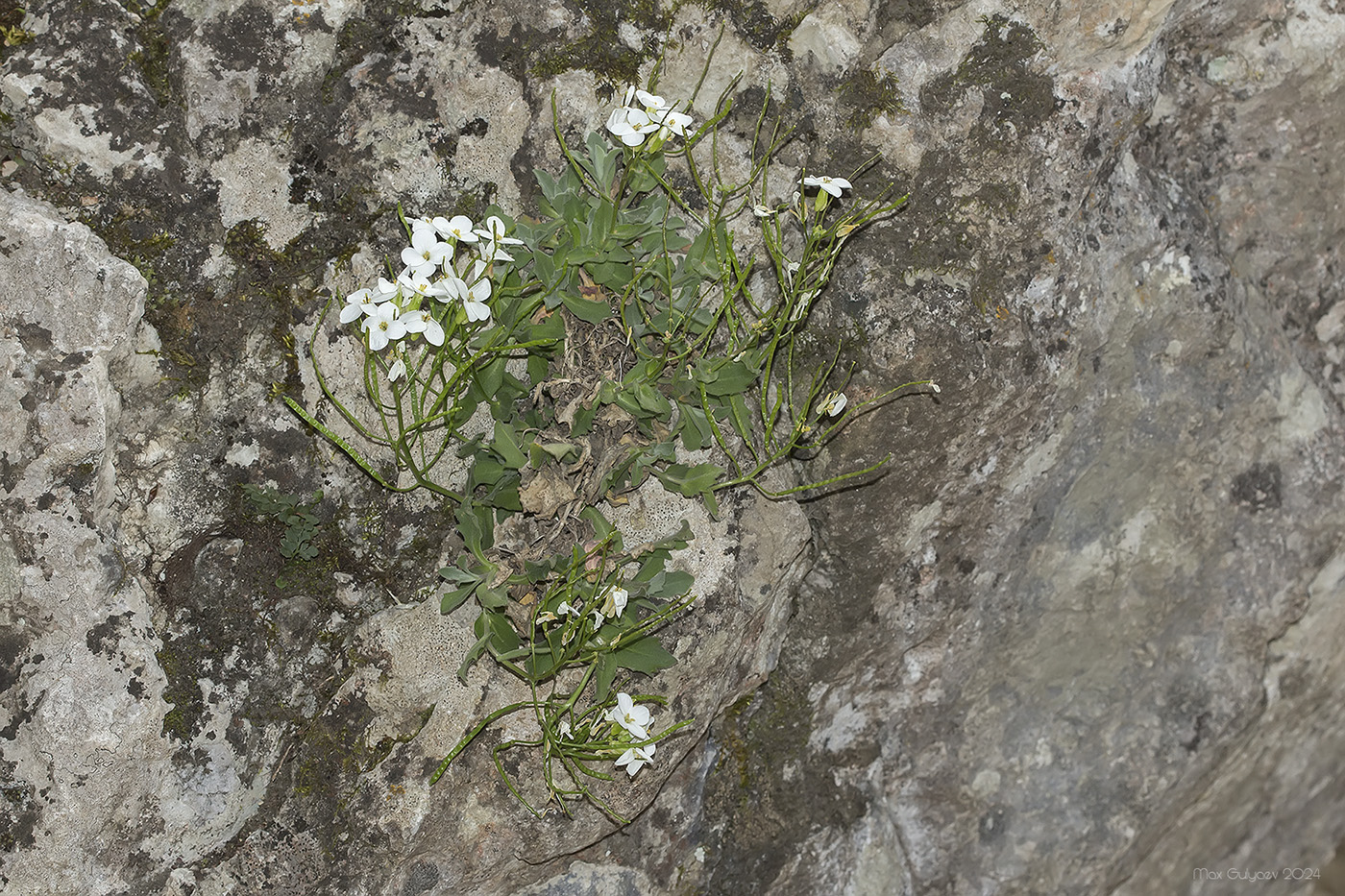 Image of Arabis caucasica specimen.