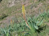 Eremurus lactiflorus