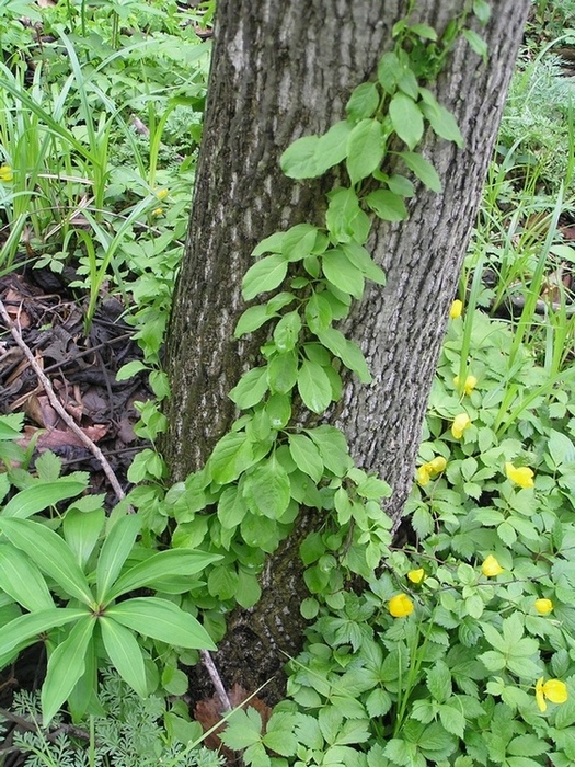 Изображение особи Celastrus flagellaris.