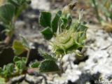 Medicago rigidula